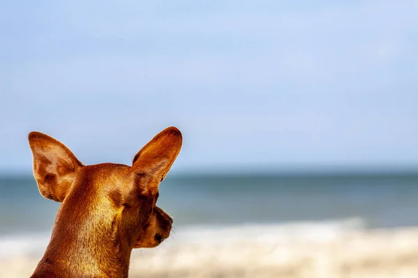 Miniature pinscher observing what is going on at the beach — Stock Photo, Image