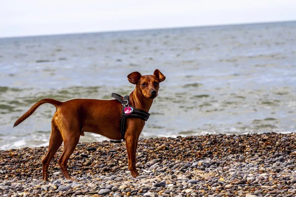 Kis méretű pinscher megfigyelése, mi folyik a strandon — Stock Fotó