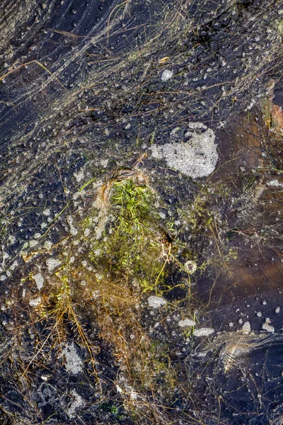 Vértes egy alga virágzik édesvízi szenved súlyos eutrofizáció után egy hosszú meleg időszak a nyár folyamán — Stock Fotó