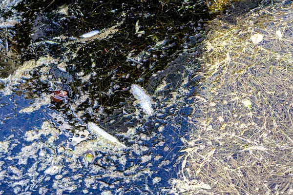 Portre yaz aylarında uzun ısı süre sonra şiddetli Ötrofikasyon tatlı su acı bir yosun çiçek