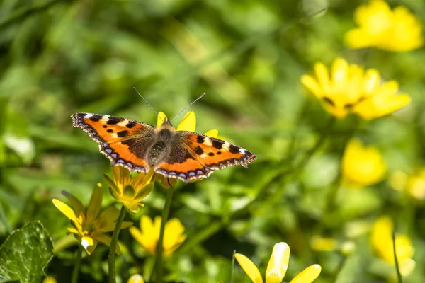 Close-up de urticate Aglais, pequeno toiseshell, sentado em buttercup — Fotografia de Stock