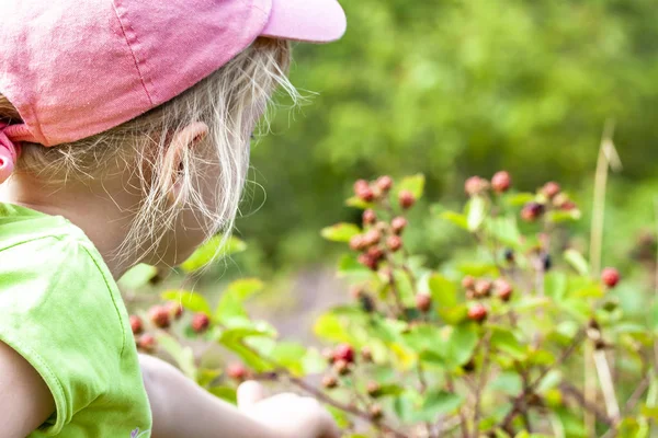 Mała dziewczynka zbieranie świeżych malin dzikie pola w Danii - Europa — Zdjęcie stockowe