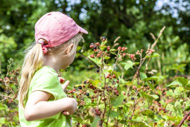 Küçük kız Danimarka - Europe alanında taze yabani ahududu toplama