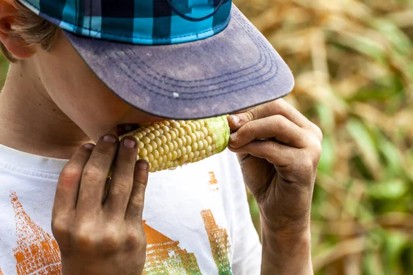 Boy with dirty hands eating a corncob in the field