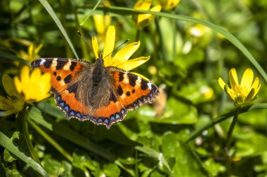 Buttercup üzerinde oturan Nymphalis urticate, küçük totoiseshell, yakın çekim