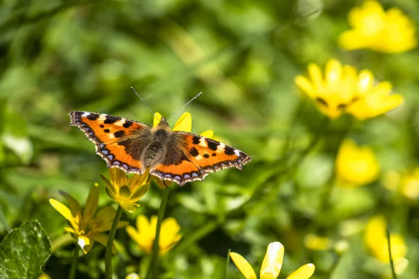 Close-up de urticate Aglais, pequeno toiseshell, sentado em buttercup — Fotografia de Stock