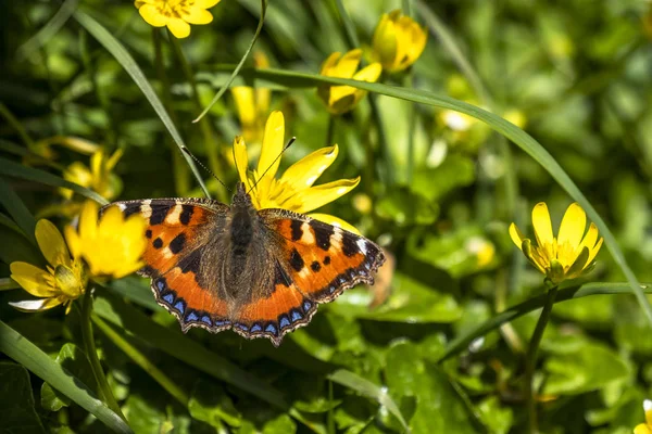 Close-up de urticate Aglais, pequeno toiseshell, sentado em buttercup — Fotografia de Stock