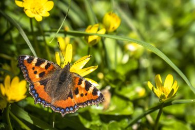 Buttercup üzerinde oturan Nymphalis urticate, küçük totoiseshell, yakın çekim