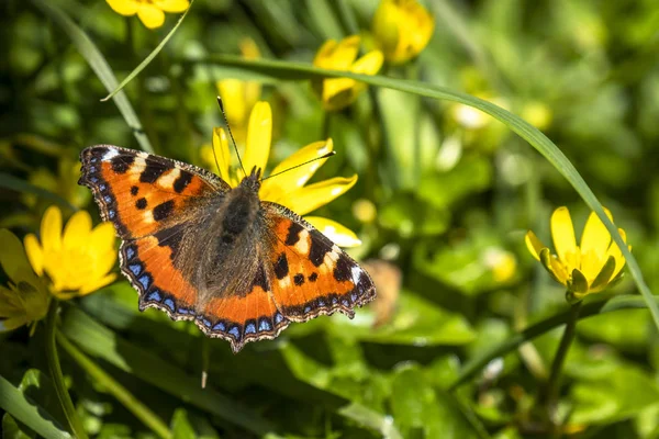 Close-up van Aglais urticate, kleine totoiseshell, zittend op de boterbloem — Stockfoto