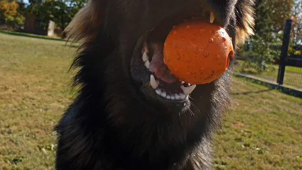 Gyönyörű fiatal német juhászkutya ball játék — Stock Fotó