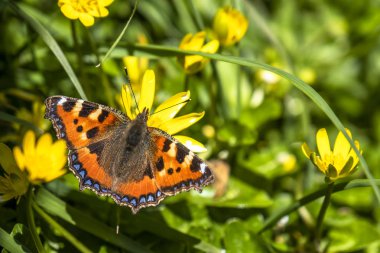 Buttercup üzerinde oturan Nymphalis urticate, küçük totoiseshell, yakın çekim