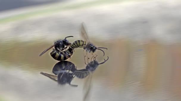 Koningin wasp en mannelijke copuleren op als gevolg van de grond — Stockvideo