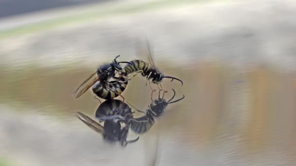 Koningin wasp en mannelijke copuleren op als gevolg van de grond — Stockvideo