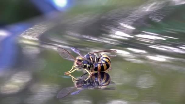 Queen wasp and male copulating on reflecting ground — Stock Video