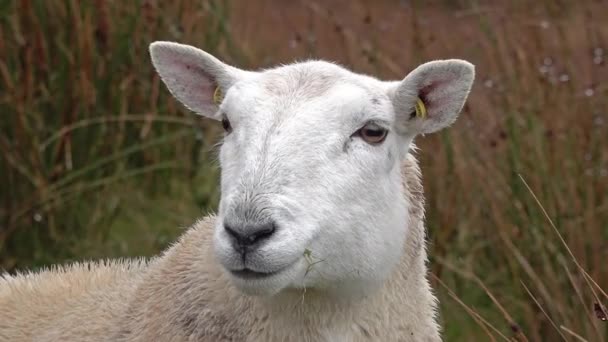 Close Funny Chewing Sheep Highlands Scotland — Stock Video