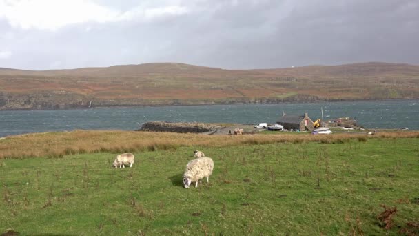 スコットランドのスカイ島 - Milovaig、港の前に放牧羊 — ストック動画
