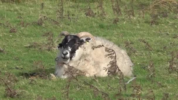 Büyük boynuzlu koyun Buck - ram, Isle of Skye - İskoçya — Stok video