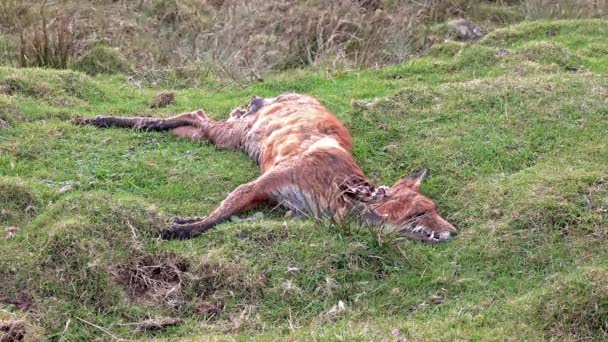 Мертвый олень лежит рядом с однопутной дорогой в Шотландии — стоковое видео