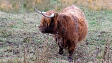 Yayla sığır - Bo Ghaidhealach - Heilan coo - İskoç bir sığır ırkı ile karakteristik uzun boynuzları ve Isle of Skye yağmurda, İskoçya Highlands üzerinde uzun dalgalı kat