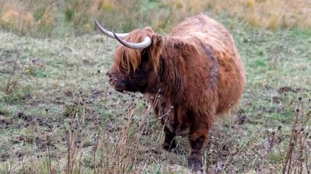 Ganado de las tierras altas - Bo Ghaidhealach -Heilan coo - una raza de ganado escocés con cuernos largos característicos y largos abrigos ondulados en la Isla de Skye bajo la lluvia, Highlands of Scotland — Vídeos de Stock