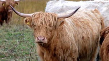 Yayla sığır - Bo Ghaidhealach - Heilan coo - İskoç bir sığır ırkı ile karakteristik uzun boynuzları ve Isle of Skye yağmurda, İskoçya Highlands üzerinde uzun dalgalı kat