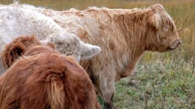 Yayla sığır - Bo Ghaidhealach - Heilan coo - İskoç bir sığır ırkı ile karakteristik uzun boynuzları ve Isle of Skye yağmurda, İskoçya Highlands üzerinde uzun dalgalı kat