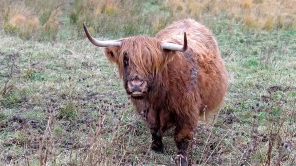 Ganado de las tierras altas - Bo Ghaidhealach -Heilan coo - una raza de ganado escocés con cuernos largos característicos y largos abrigos ondulados en la Isla de Skye bajo la lluvia, Highlands of Scotland — Vídeo de stock