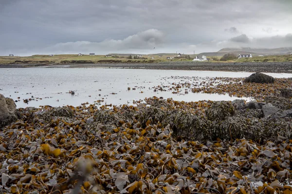 Algas marinas en la costa del noroeste de Skye por Kilmuir - Escocia, Reino Unido — Foto de Stock