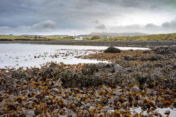 Algas marinhas na costa noroeste de Skye por Kilmuir - Escócia, Reino Unido — Fotografia de Stock