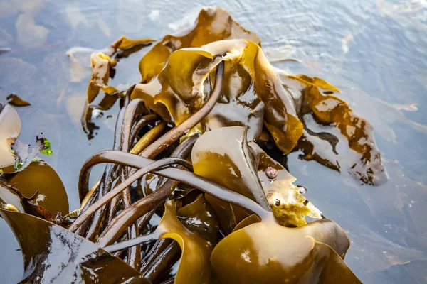 Морські водорості на узбережжя північно-заході Скай за Kilmuir - Шотландія, Велика Британія — стокове фото