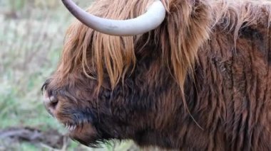 Yayla sığır - Bo Ghaidhealach - Heilan coo - İskoç bir sığır ırkı ile karakteristik uzun boynuzları ve Isle of Skye yağmurda, İskoçya Highlands üzerinde uzun dalgalı kat