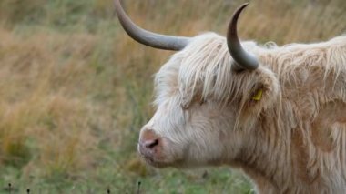 Yayla sığır - Bo Ghaidhealach - Heilan coo - İskoç bir sığır ırkı ile karakteristik uzun boynuzları ve Isle of Skye yağmurda, İskoçya Highlands üzerinde uzun dalgalı kat