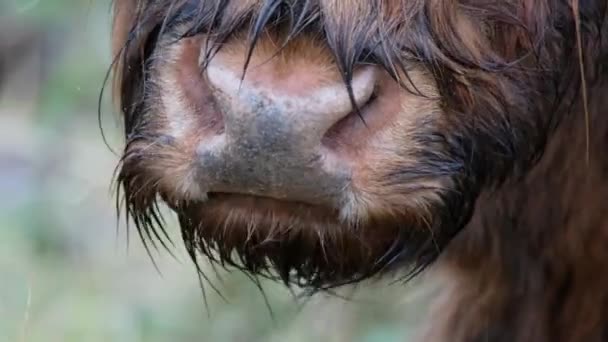 Highland vee - Bo Ghaidhealach - Heilan-coo - een Schotse runderen met karakteristieke lange fokken hoorns en lange golvende vacht op het eiland Skye in de regen, Schotse Hooglanden — Stockvideo