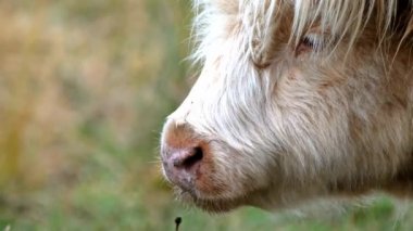 Yayla sığır - Bo Ghaidhealach - Heilan coo - İskoç bir sığır ırkı ile karakteristik uzun boynuzları ve Isle of Skye yağmurda, İskoçya Highlands üzerinde uzun dalgalı kat