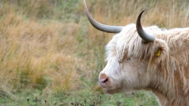 Yayla sığır - Bo Ghaidhealach - Heilan coo - İskoç bir sığır ırkı ile karakteristik uzun boynuzları ve Isle of Skye yağmurda, İskoçya Highlands üzerinde uzun dalgalı kat