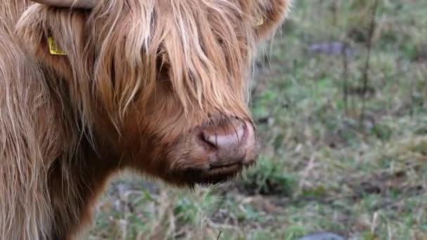 Ganado de las tierras altas - Bo Ghaidhealach -Heilan coo - una raza de ganado escocés con cuernos largos característicos y largos abrigos ondulados en la Isla de Skye bajo la lluvia, Highlands of Scotland — Vídeos de Stock