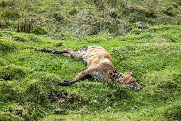 Dead deer lying next to single track road in Scotland — Stock Photo, Image