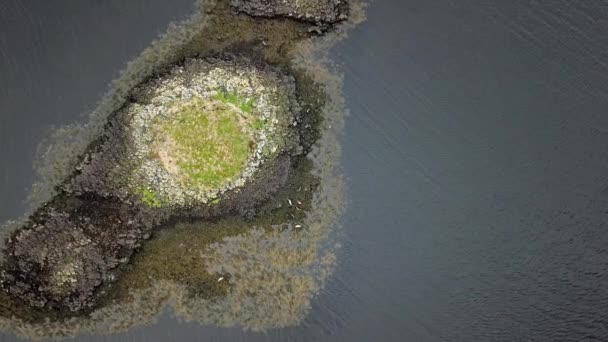 Luchtfoto van zegel kolonie in Scotland - Verenigd Koninkrijk — Stockvideo