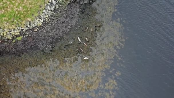 Vista aérea de la colonia de focas en Escocia - Reino Unido — Vídeos de Stock
