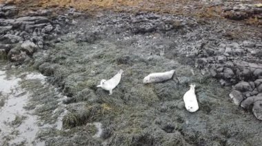 İskoçya - İngiltere'de mühür koloninin havadan görünümü