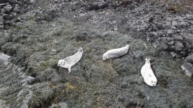 İskoçya - İngiltere'de mühür koloninin havadan görünümü