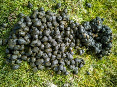 Siyah renk keçi dışkı yeşil çim zeminde kapatın