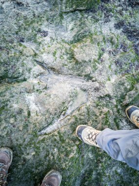Staffin üzerinde Isle of Skye tarafından bir Corran Plajı'nda ünlü dinazor ayak izleri