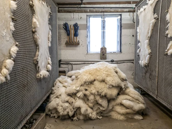 Traditional skin processing at tannery in Scotland — Stock Photo, Image