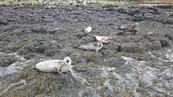Vista aérea da colônia de focas na Escócia - Reino Unido — Vídeo de Stock