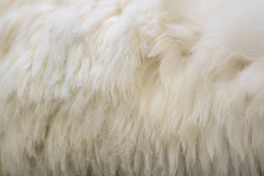 Geleneksel cilt tabakhane İskoçya'da, işleme