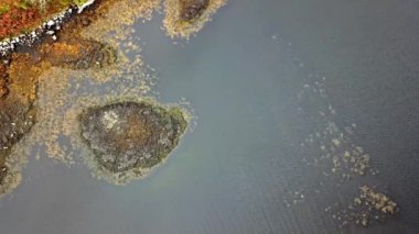 İskoçya - İngiltere'de mühür koloninin havadan görünümü