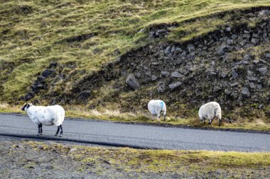 Koyun Duntulm kale, Isle of Skye - İskoçya kalıntıları yakın tek parça yolda