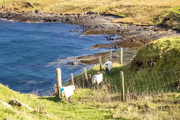 Duntulm visto desde las ruinas del Castillo de Duntulm, Isla de Skye - Escocia — Foto de Stock