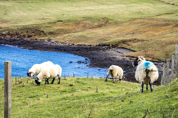 Duntulm visto das ruínas do Castelo de Duntulm, Ilha de Skye - Escócia — Fotografia de Stock